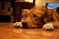 Chem-Dry Loves Pets