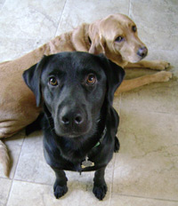 Prestige Chem-Dry cares about the safety and well-being of the pets in area homes when doing any rug cleaning. Prestige Dogs